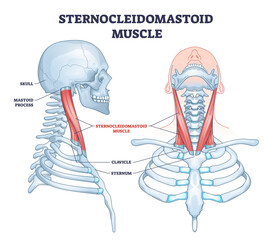 Sternocleidomastoid muscle as human neck muscular system outline diagram. Labeled educational upper body bone description with mastoid process, clavicle, sternum and skull location vector illustration - obrazy, fototapety, plakaty