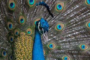 Close-up of a peacock's head against the background of an open tail.