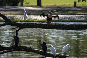 Fototapeta premium young anhinga (Anhinga anhinga)