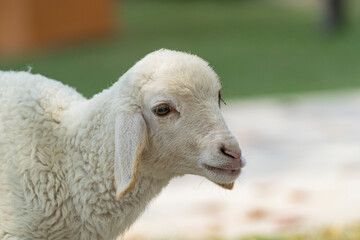 Portrait of a lamb during the day. Close-up.