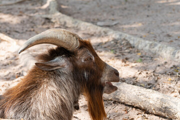 Fototapeta premium The goat is one of the first domesticated animals. Domesticated in the Middle East, about 9 thousand years ago. The ancestor of the domestic goat was the wild bezoar goat (Capra aegagrus).