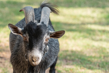 Fototapeta premium The West African pygmy goat is achondroplasty, with a typical height of 30 to 50 cm. Adult males weigh 20 to 25 kg, while females weigh 18 to 22 kg.
