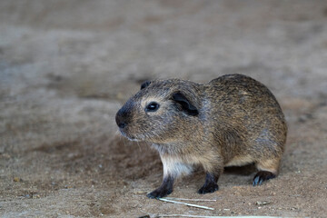 The American guinea pig is a small animal, with a round, rather fragile body, covered with thick, smooth hair, with a body length of about 35 cm and a weight of about 1.5 kg.