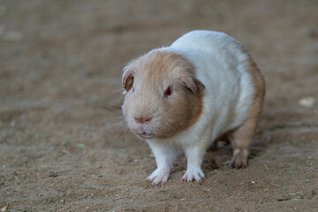 The American guinea pig is a small animal, with a round, rather fragile body, covered with thick, smooth hair, with a body length of about 35 cm and a weight of about 1.5 kg.