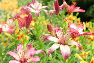 pink and white flowers