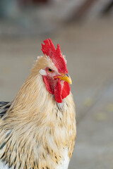 Brahma, also Brahmin, (Light Brahma) is a breed of chickens of the decorative and meat direction of productivity. Differs in lush plumage of the body and legs.