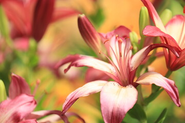 pink lily flower