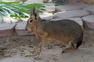 Fototapeta premium Patagonian mara (Dolichotis patagonum). Body length of the Patagonian mara: 69-75 cm. Large specimens of the Patagonian mara weigh 9-16 kg. The maximum tail length is 4.5 cm.