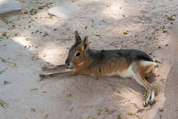 Patagonian mara (Dolichotis patagonum). Body length of the Patagonian mara: 69-75 cm. Large specimens of the Patagonian mara weigh 9-16 kg. The maximum tail length is 4.5 cm.