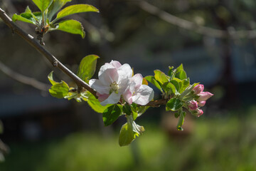 Fototapeta na wymiar Gravenstein apple blossoms and buds opening on the branch