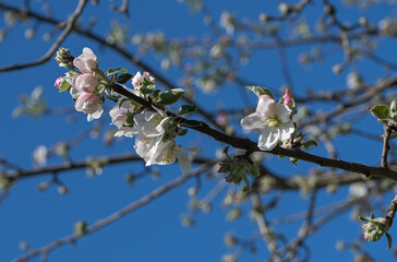 Gravenstein apple blossoms and buds opening on the branch