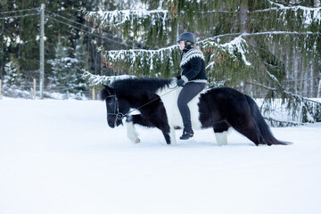Icelandic horse walking in deep snow with rider on the back.  Black and white horse. Female rider with helmet on.
