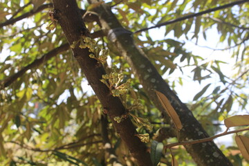 Flower fruit King Fruit tree close up