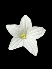 white ivy gourd flower on black,backgrouns