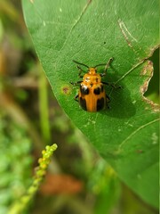 Banyan roots in the forest