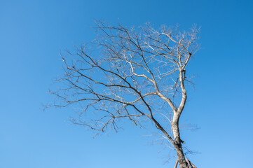 A dead tree under the blue sky