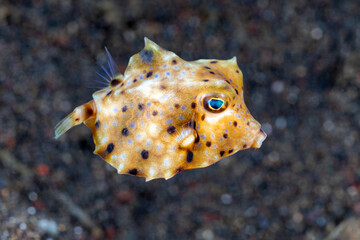 Thornback Cowfish - Lactoria fornasini. Underwater world of Tulamben, Bali, Indonesia.