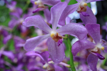 Colorful orchid flowers in the garden