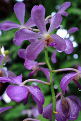 Fototapeta na wymiar Colorful orchid flowers in the garden