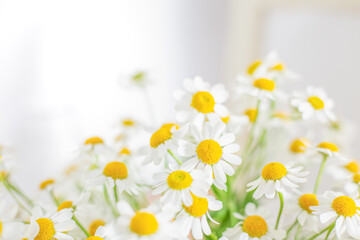 Fototapeta マトリカリアの白い花、ヘッダー画像 obraz