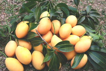 The yellow-orange fruit has a sweet-sour taste.