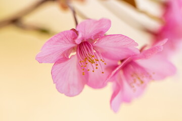 Fototapeta na wymiar Cherry branch blossoms , Kawazu-cherry blossoms , kagawa, Shikoku, Japan