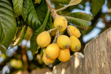 A cluster of ripe loquat fruit hanging from the tree.