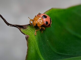 ladybug on leaf