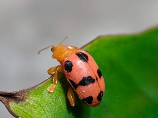 Banyan roots in the forest