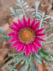 Close up shot of a treasure flower 