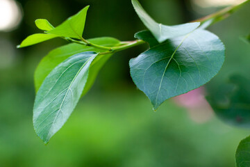 Close up of summer green leaves on the tree with golden bokeh from evening sun. Nature concept with blurred background and copy space on the left.