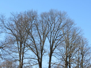 Tree Tops
