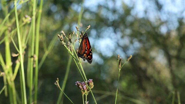 草に留まるオオカバマダラという名前の蝶々