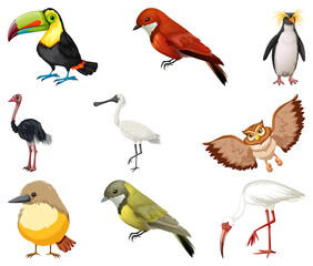 Different kinds of birds collection