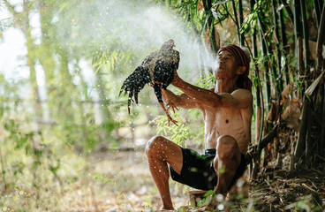 Fototapeta premium Asian senior man blowing water to his fighting cock