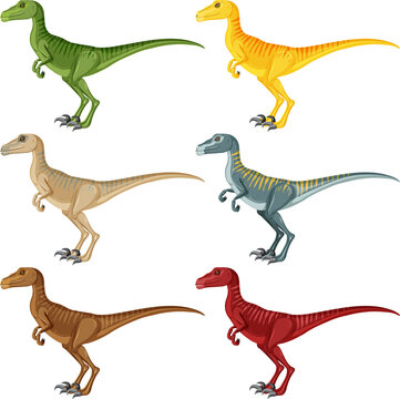 A set of velociraptor dinosaurs on white background