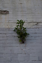 green plants growing out of old abandoned building