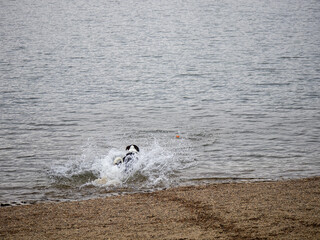 dog in water