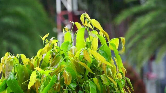 Polyalthia longifolia (glodokan, glodogan tiang ) with a natural background. This evergreen tree is known to grow over 20 m and planted due to its effectiveness in alleviating noise pollution