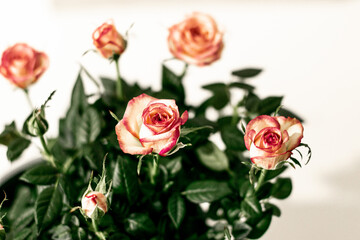 small delicate pink bush roses