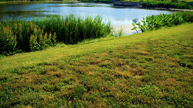 Lake at the Park