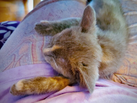 Kitten Cuddles