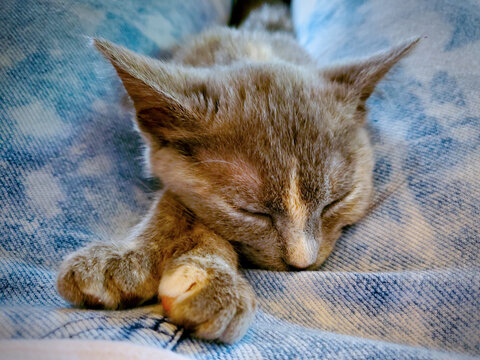 Kitten Snooze