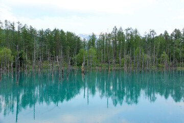 初夏の青い池
