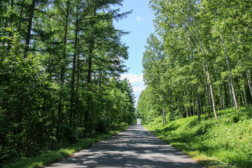 新緑の林と一本道
