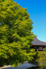 Fototapeta na wymiar 日本楓の若葉