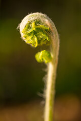 Fern Fiddlehead Frond Unfurling in Spring