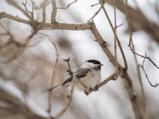 Cute bird the willow tit, song bird sitting on a branch without leaves in the winter.