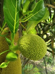 Jackfruit in the garden