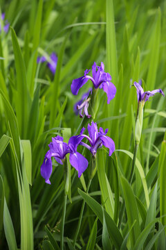 カキツバタ の画像 248 276 件の Stock 写真 ベクターおよびビデオ Adobe Stock